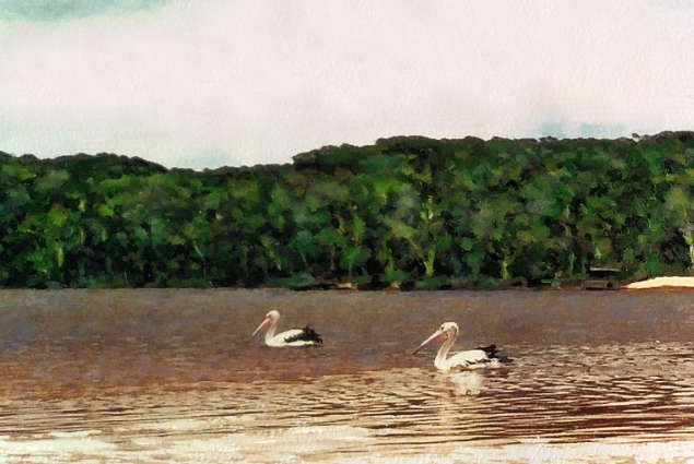 Avoca Beach pelicans